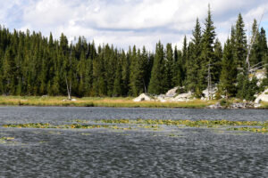 Pond view of "Mabel Lake" 2026-08-16, #33, with ducks; lacks fairy shrimp; Powder River Ranger District, Bighorn National Forest, Cloud Peak Wilderness