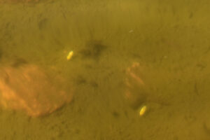 Pond view of "Mistymoon Lake" North Pond #1 2026-08-31, #120, with pale yellow water boatmen or backswimmers; lacks fairy shrimp; Powder River Ranger District, Bighorn National Forest, Cloud Peak Wilderness